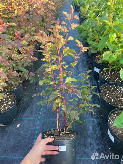 Пузыреплодник Lady in Red