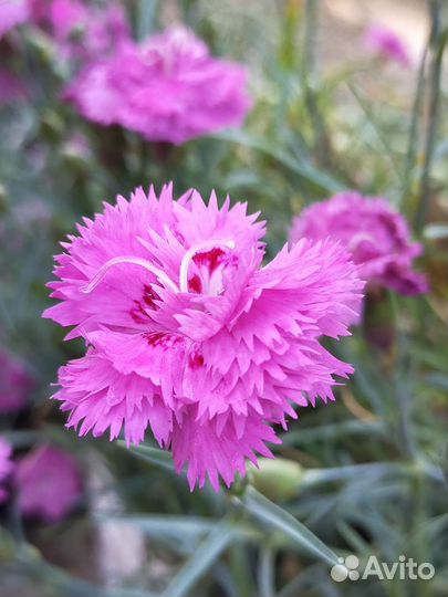 Гвоздика. Многолетник