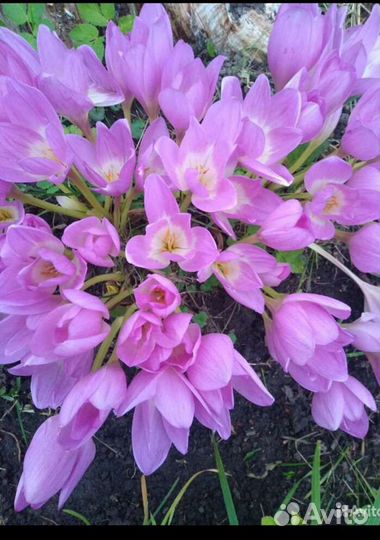 Луковицы безвременника