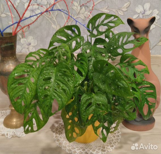 Монстера Адансона