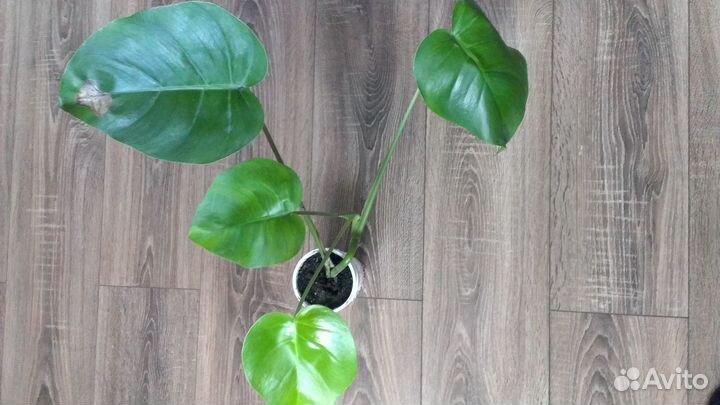 Монстера деликатесная. Панданус