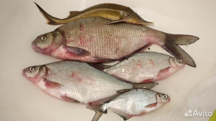 Свежая рыба