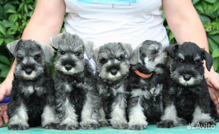 Классные щенки