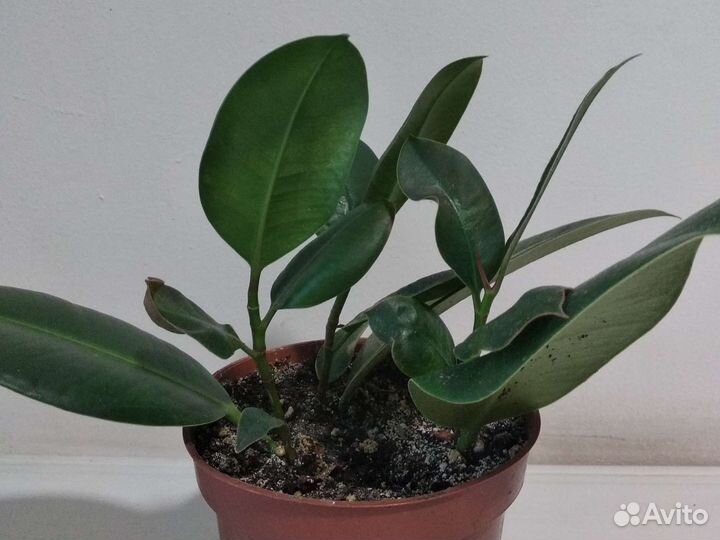 Фикусы. Робуста