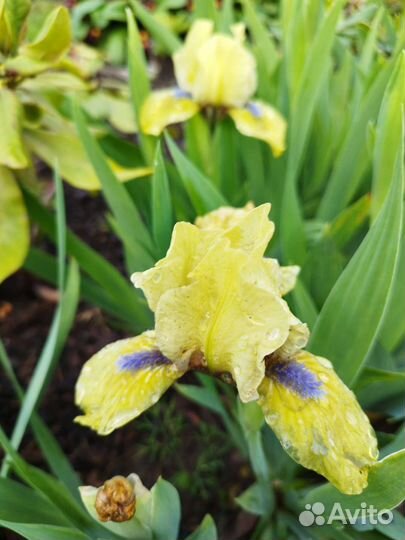 Ирисы, разные сорта