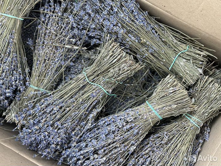 Лаванда сухоцвет