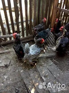 Куры несушки