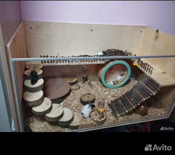 Сирийские хомяки