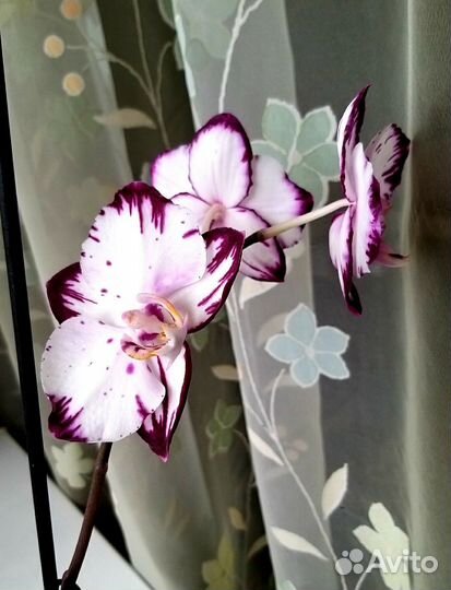 Орхидея фаленопсис Ever Spring Prince