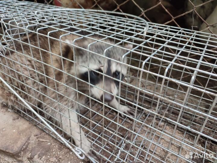 Клетка ловушка