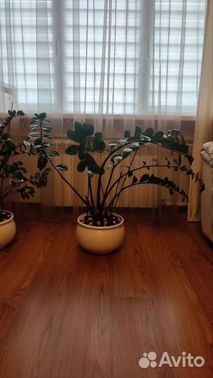 Замиокулькас