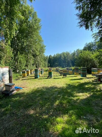 Мед Алтайское разнотравье оптом 2023