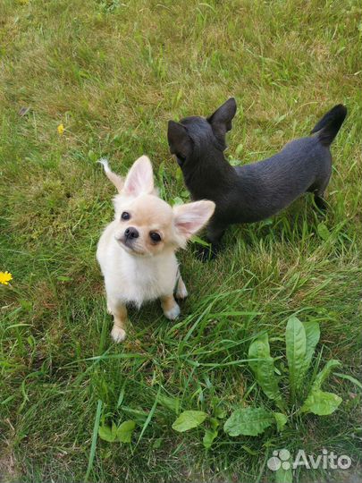 Щенки чихуахуа