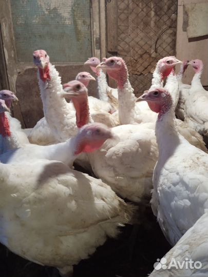 Индюки, доминанты