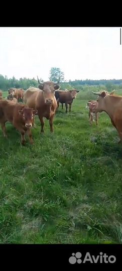 Бычки и телки породы Герефорд и Лимузин