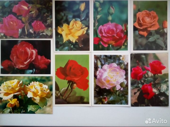Открытки СССР розы с указанием сорта