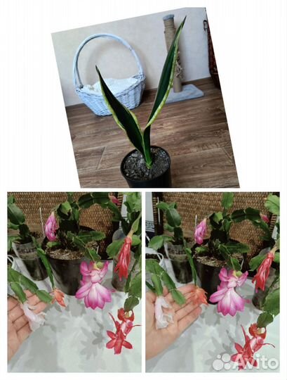 Эпифиллум ангулигер