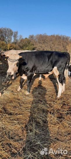 Бык на племя