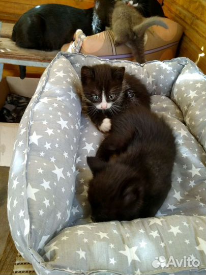 Котята в добрые руки