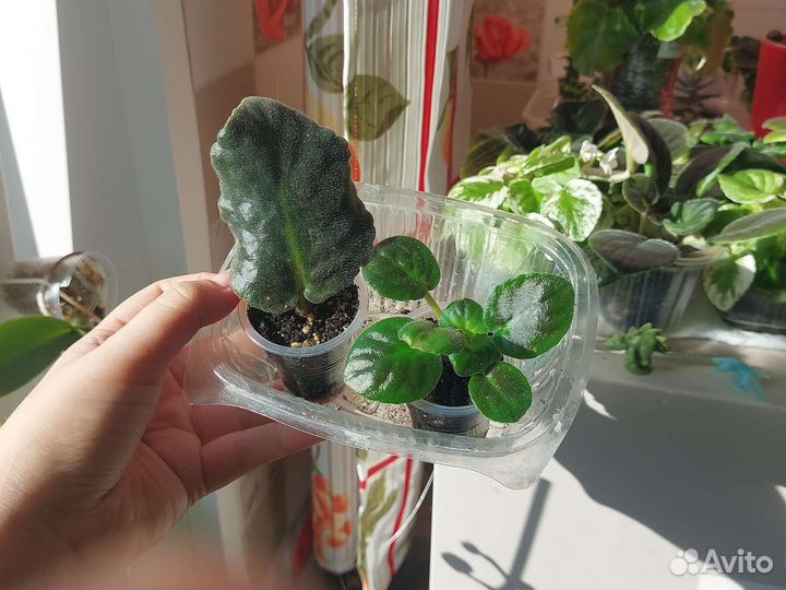 Сортовые фиалки