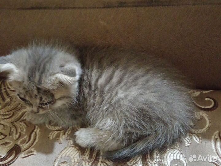 Вислоухая кошка