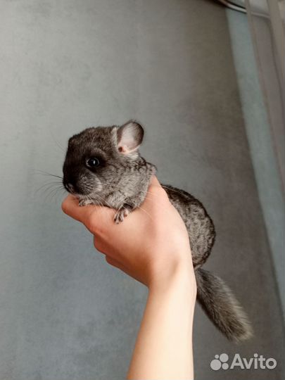 Шиншиллята