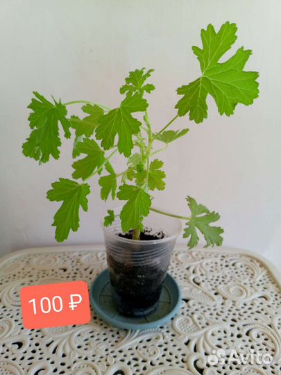 Пеларгония душистая