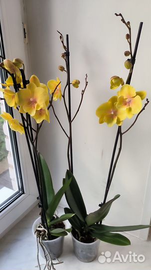 Орхидеи биг липы Манго, Венецианский карнавал