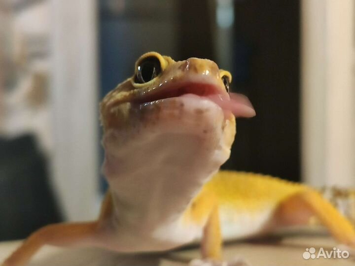 Эублефар самка