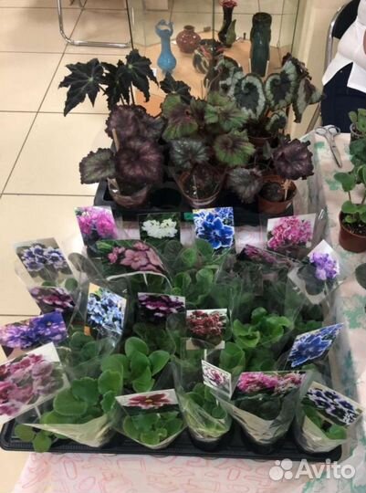 Комнатные цветы