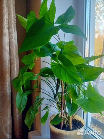 Комнатные растения