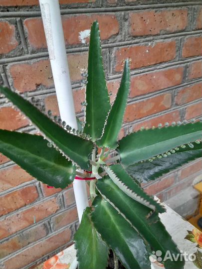 Бегония крапчатая и каланхое