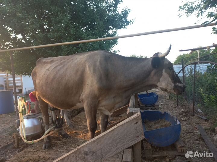 Коровы дойные молочные