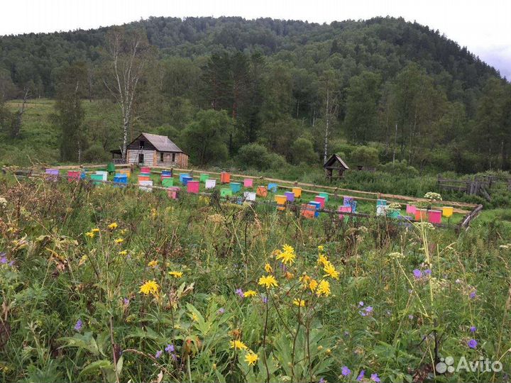 Мед горный-таёжный