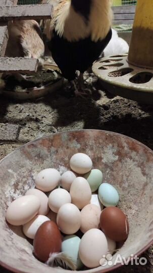 Инкубационное яйцо от кур Фавероль, Цыплята