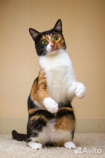 Трёхцветная кошечка в добрые руки, 1 годик