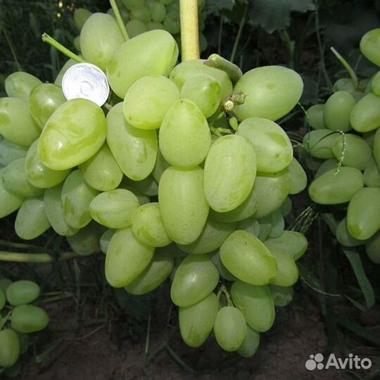 2х летние саженцы винограда