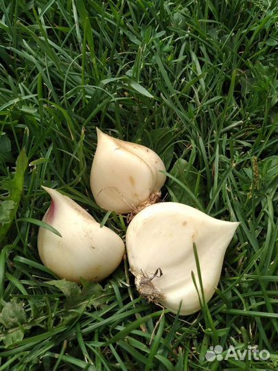Лук Суворова