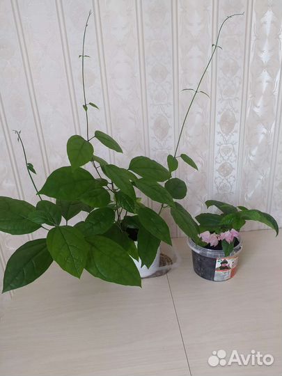 Комнатные растения