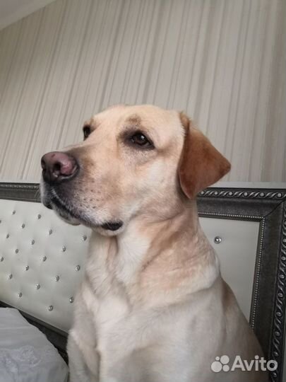 Лабрадор вязка