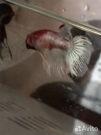 Рыбки петушок самцы и самки 3 месяца