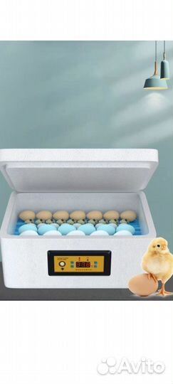 Куры Несушки, молодки, рыжие, И белые В наличии