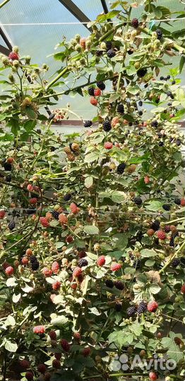 Саженцы ежевики
