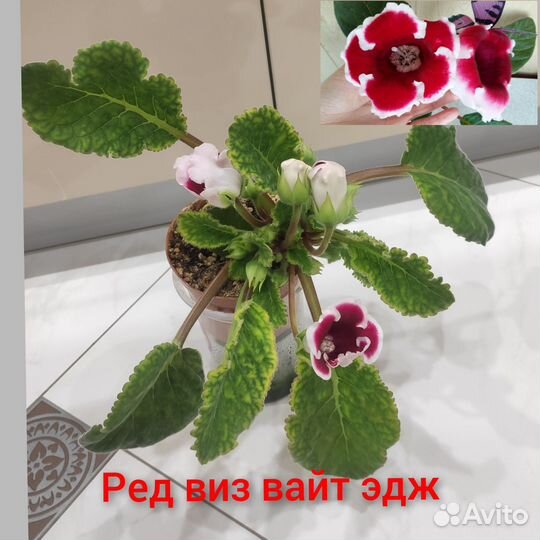 Сортовые глоксинии