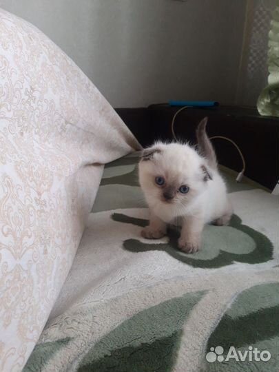Британский кот вязка
