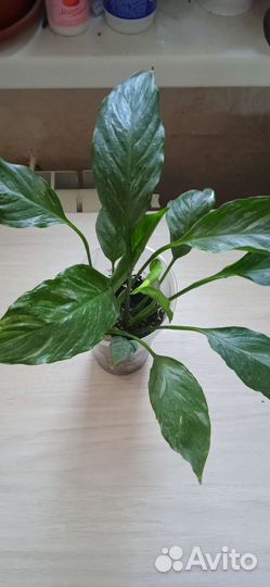 Спатифиллум Джемени