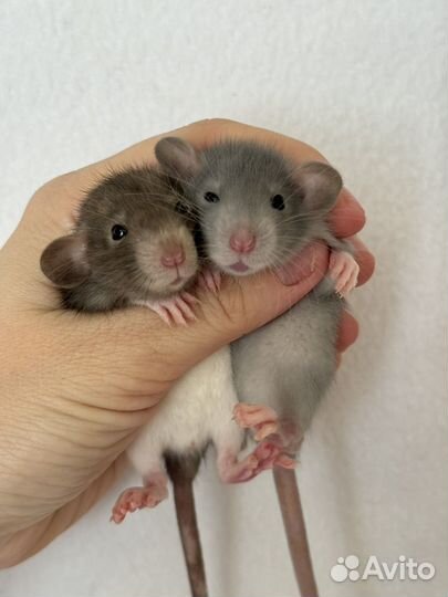Ручные крысята Дамбо малыши