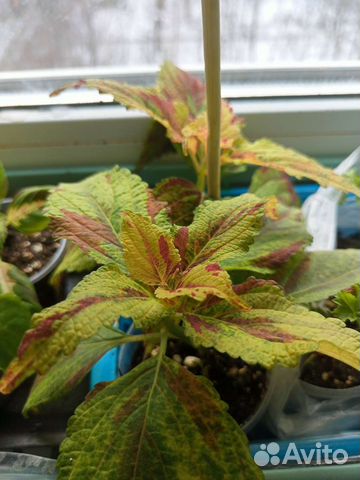 Колеусы вегетативные укоренённые купить в Москве | Товары для дома и ...