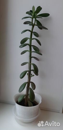 Крассула, Денежное дерево