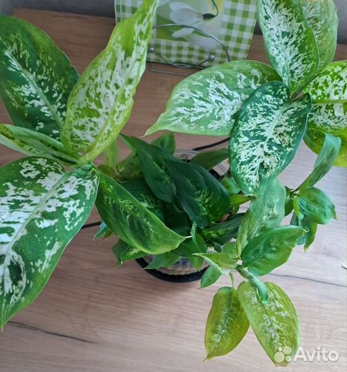 Диффенбахия